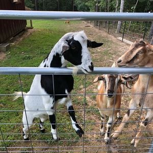 Meet your Posher, Justin